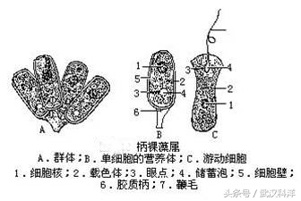 赤潮最常见的藻类有哪些,不属于环境中常见藻类