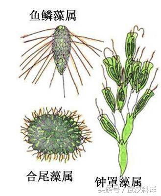 赤潮最常见的藻类有哪些,不属于环境中常见藻类