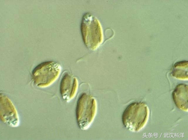赤潮最常见的藻类有哪些,不属于环境中常见藻类