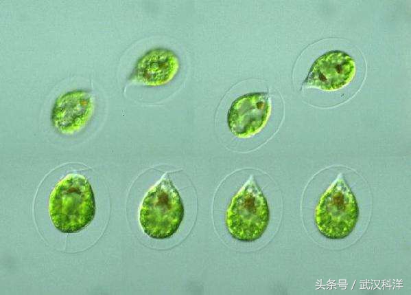 赤潮最常见的藻类有哪些,不属于环境中常见藻类