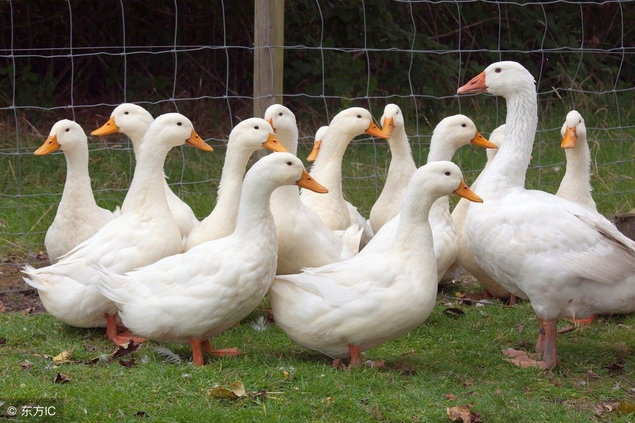 看鸭粪便判断鸭病图解,鸭粪检测报告