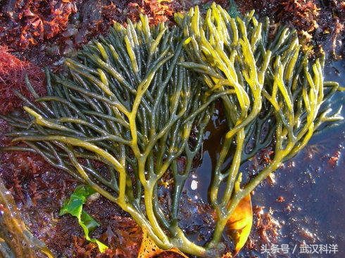 赤潮最常见的藻类有哪些,不属于环境中常见藻类