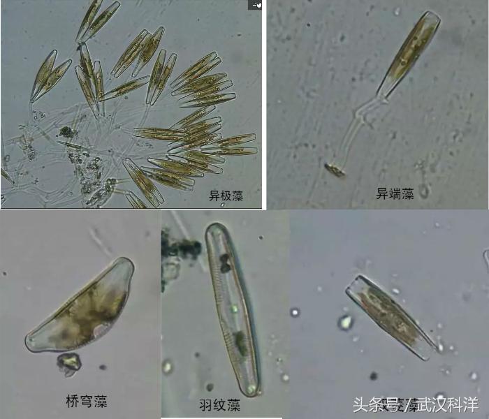 赤潮最常见的藻类有哪些,不属于环境中常见藻类