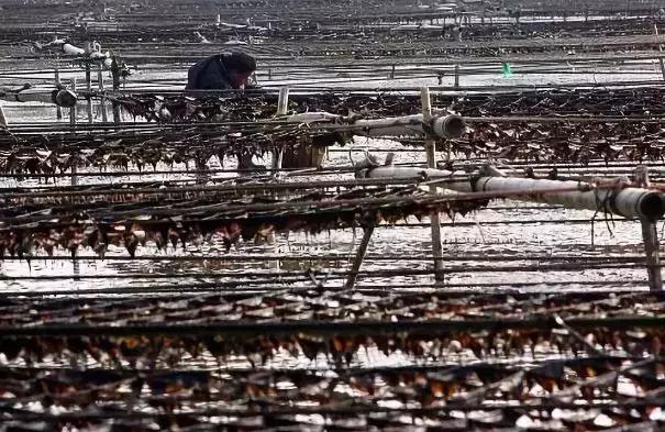 连云港特产排行榜前十名,连云港最全特产