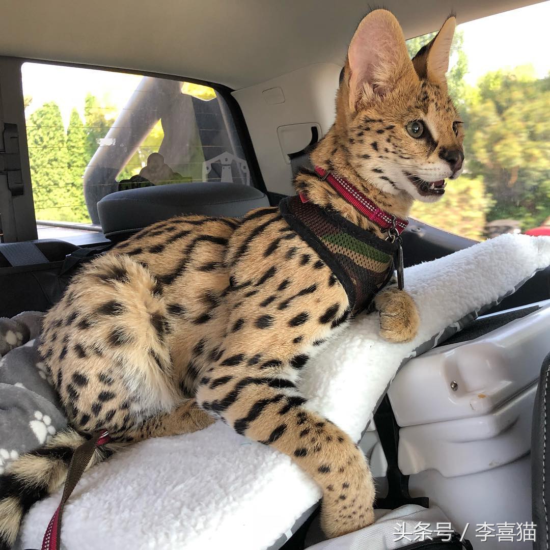 最有气质的喵星人,高颜值的喵星人连睡着都是美美的