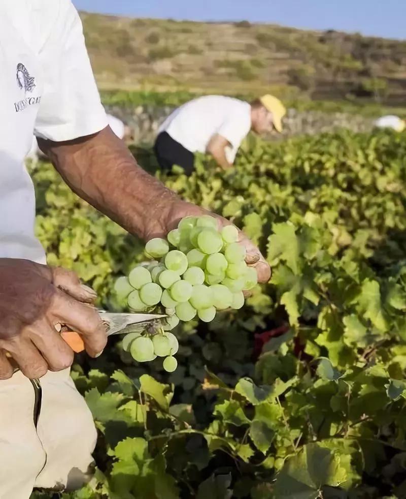 82年的拉菲喝完没有,82年的拉菲没喝完