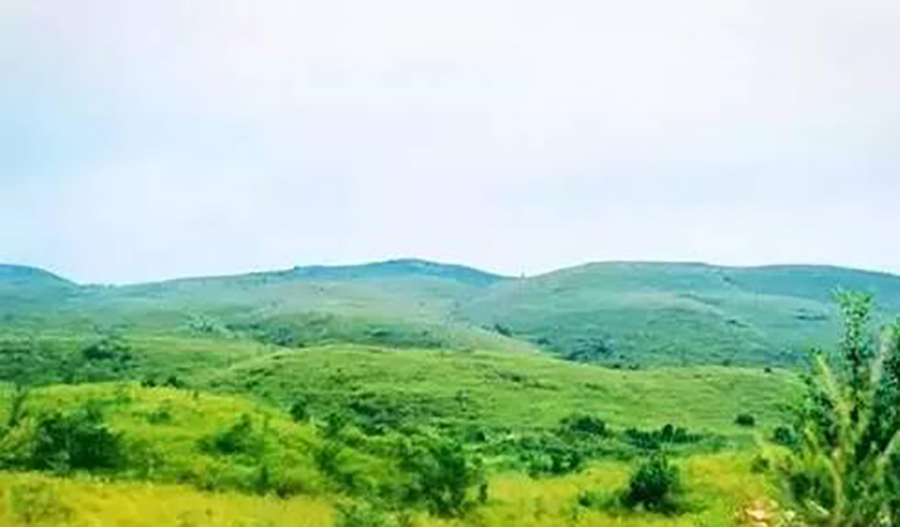 想看大草原是去西藏还是新疆,想看草原去哪里合适