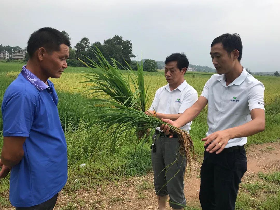 撒施一次,坐拥丰收——“黑老虎”系列之“长效虎”虎虎生威