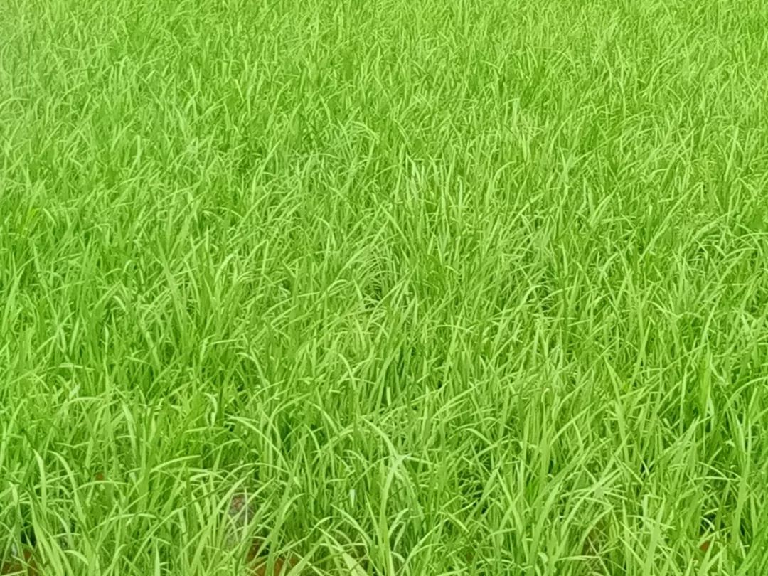 撒施一次,坐拥丰收——“黑老虎”系列之“长效虎”虎虎生威