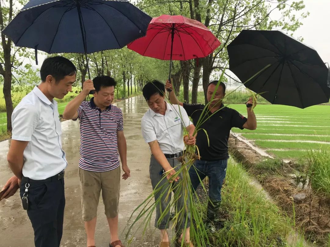 撒施一次,坐拥丰收——“黑老虎”系列之“长效虎”虎虎生威