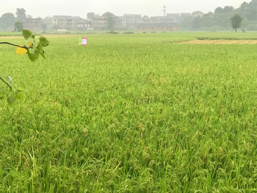 撒施一次,坐拥丰收——“黑老虎”系列之“长效虎”虎虎生威