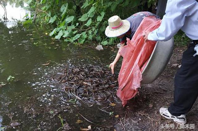 今年养泥鳅好还是鱼苗好,养殖泥鳅怎样才能赚钱