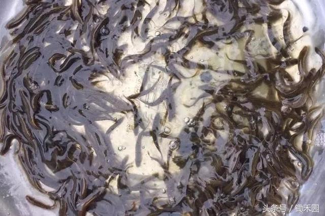 今年养泥鳅好还是鱼苗好,养殖泥鳅怎样才能赚钱