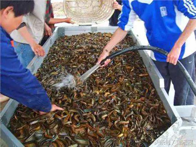 今年养泥鳅好还是鱼苗好,养殖泥鳅怎样才能赚钱