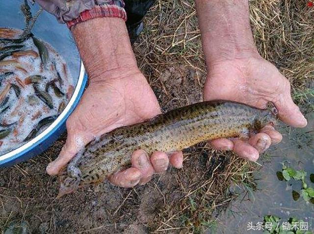 今年养泥鳅好还是鱼苗好,养殖泥鳅怎样才能赚钱