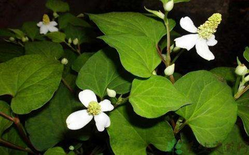 鱼腥草高产栽培与利用书籍,鱼腥草高产小技巧