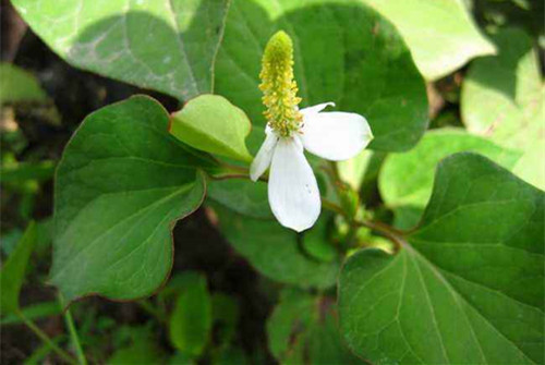鱼腥草高产栽培与利用书籍,鱼腥草高产小技巧