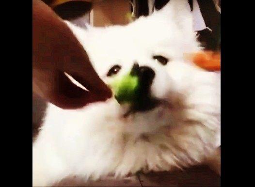 小婴儿吃雪糕了怎么办,宝宝非要吃雪糕妈妈的方式绝了