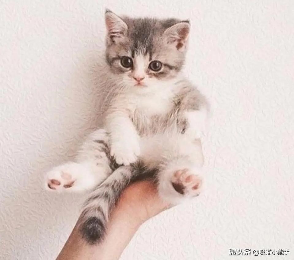 养猫新手扫盲篇之猫咪的身体,养猫人必须知道的100条猫咪知识