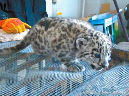 最罕见的猫科动物,十大最漂亮的猫科动物