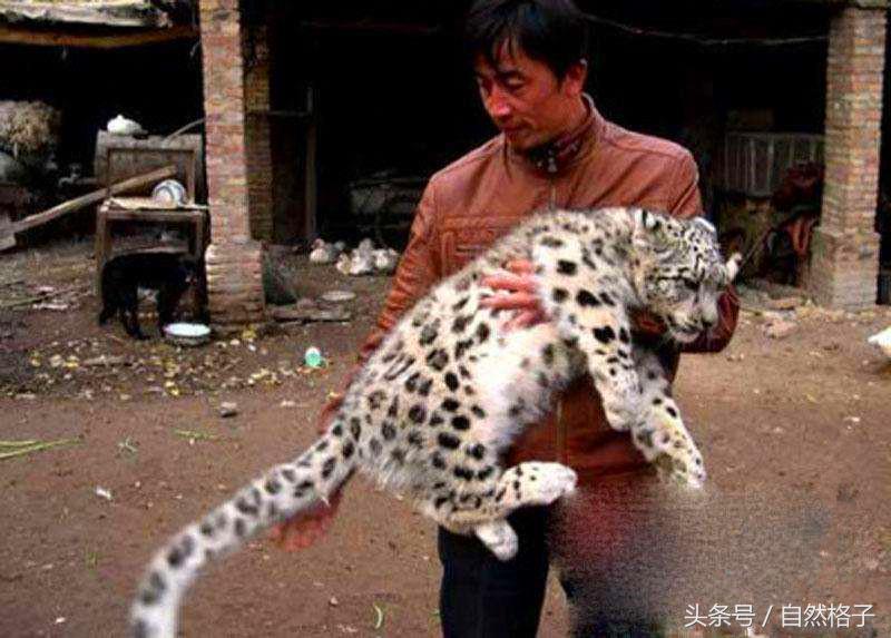 最罕见的猫科动物,十大最漂亮的猫科动物