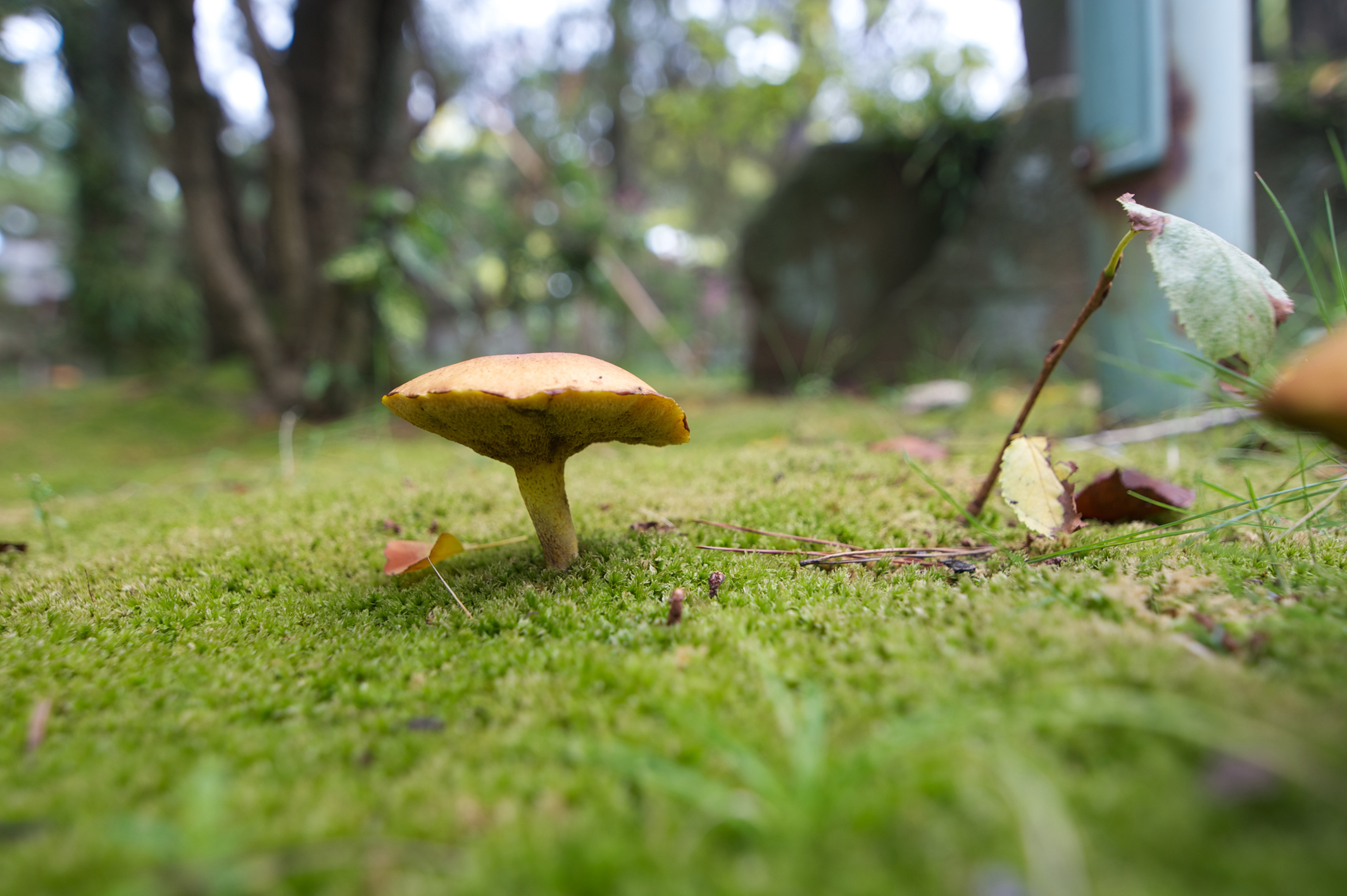 画质最好的挂机镜头,最好的挂机定焦镜头