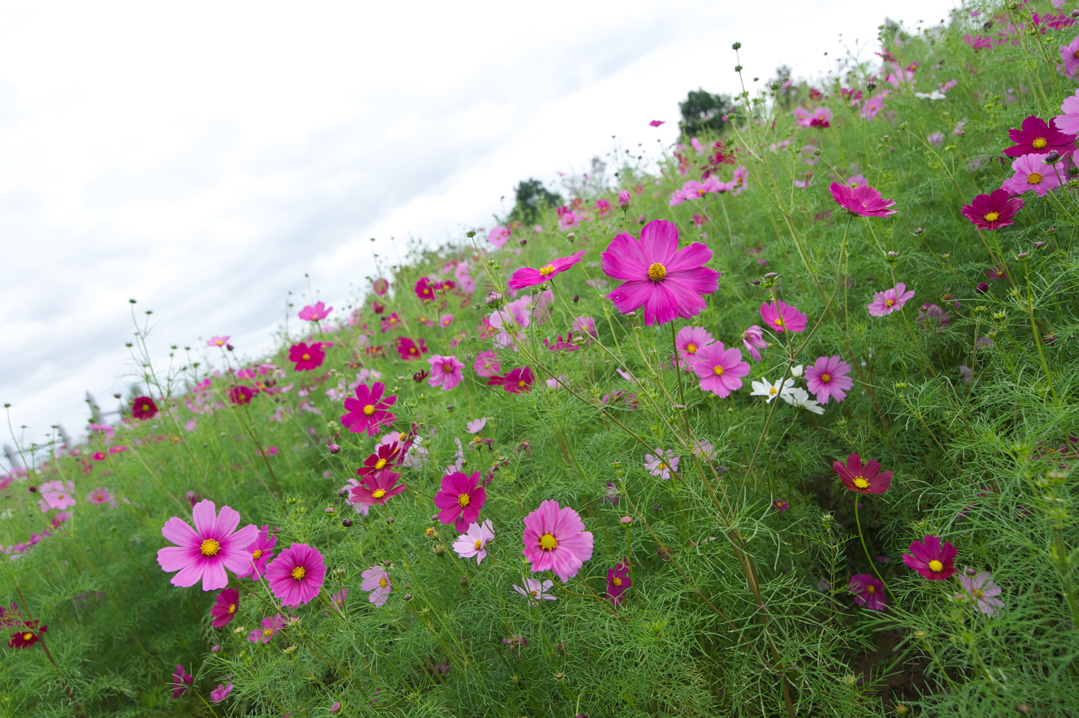画质最好的挂机镜头,最好的挂机定焦镜头