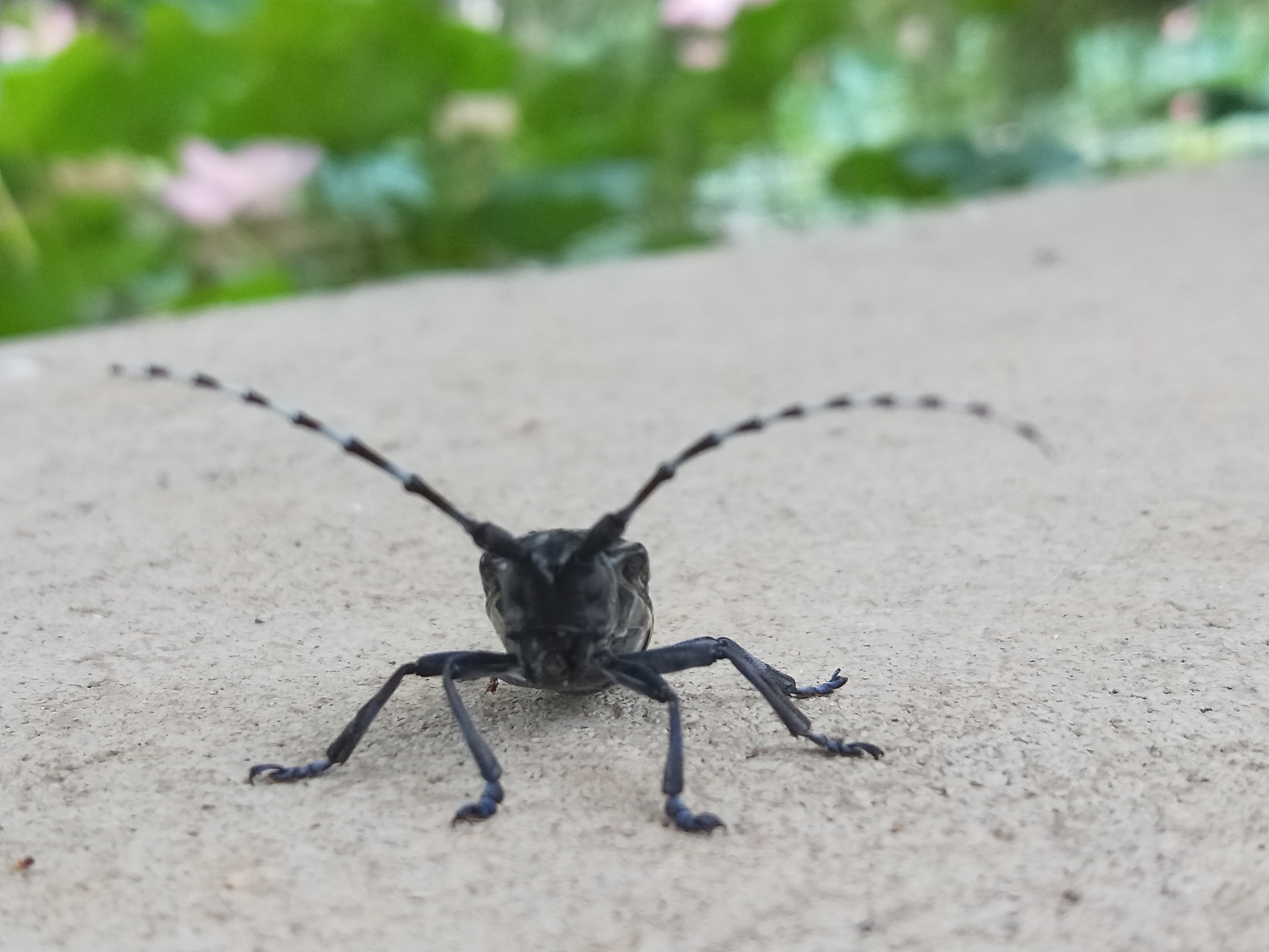 天牛北方叫什么,天牛秋天还生长吗