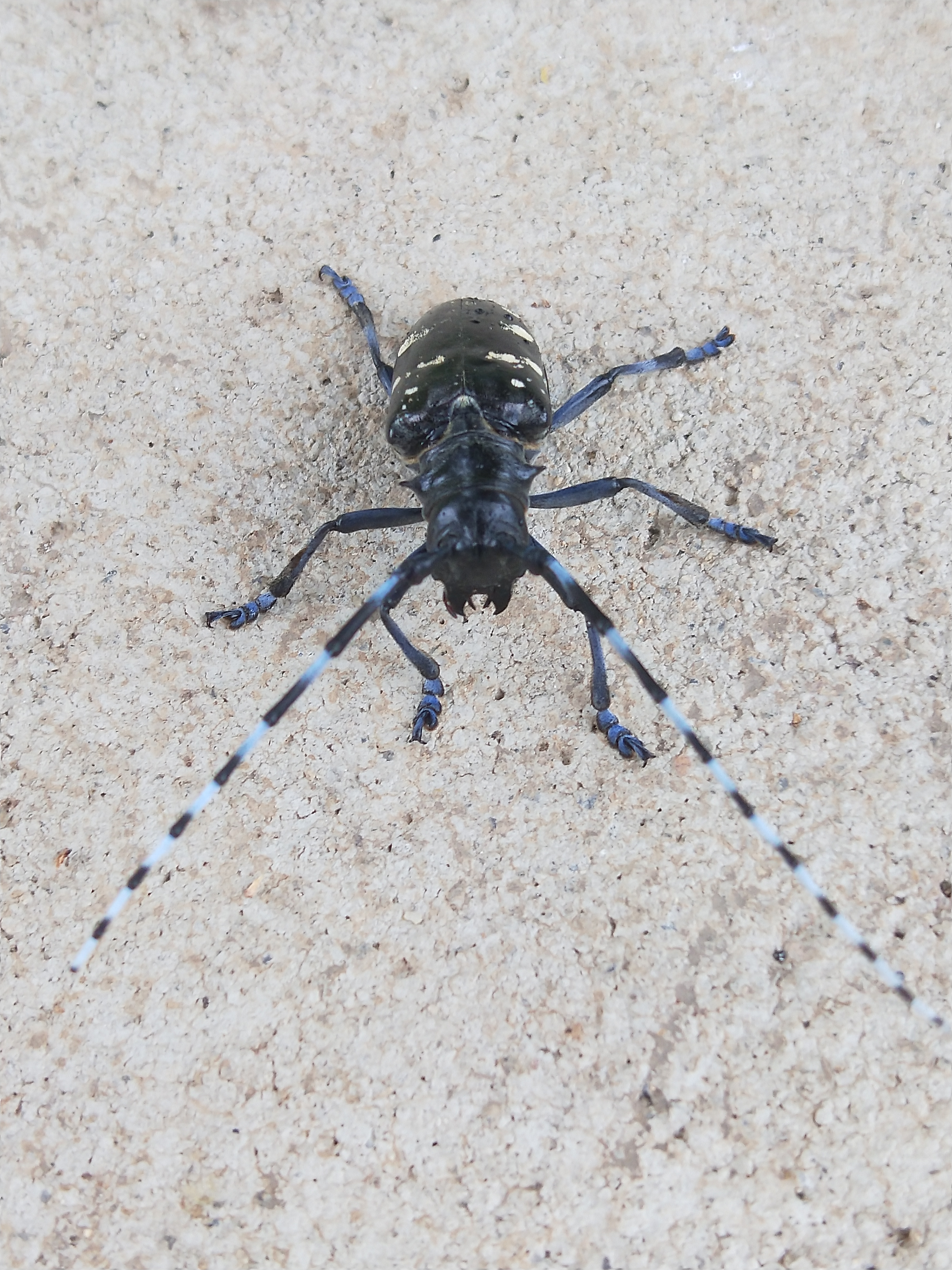 天牛北方叫什么,天牛秋天还生长吗