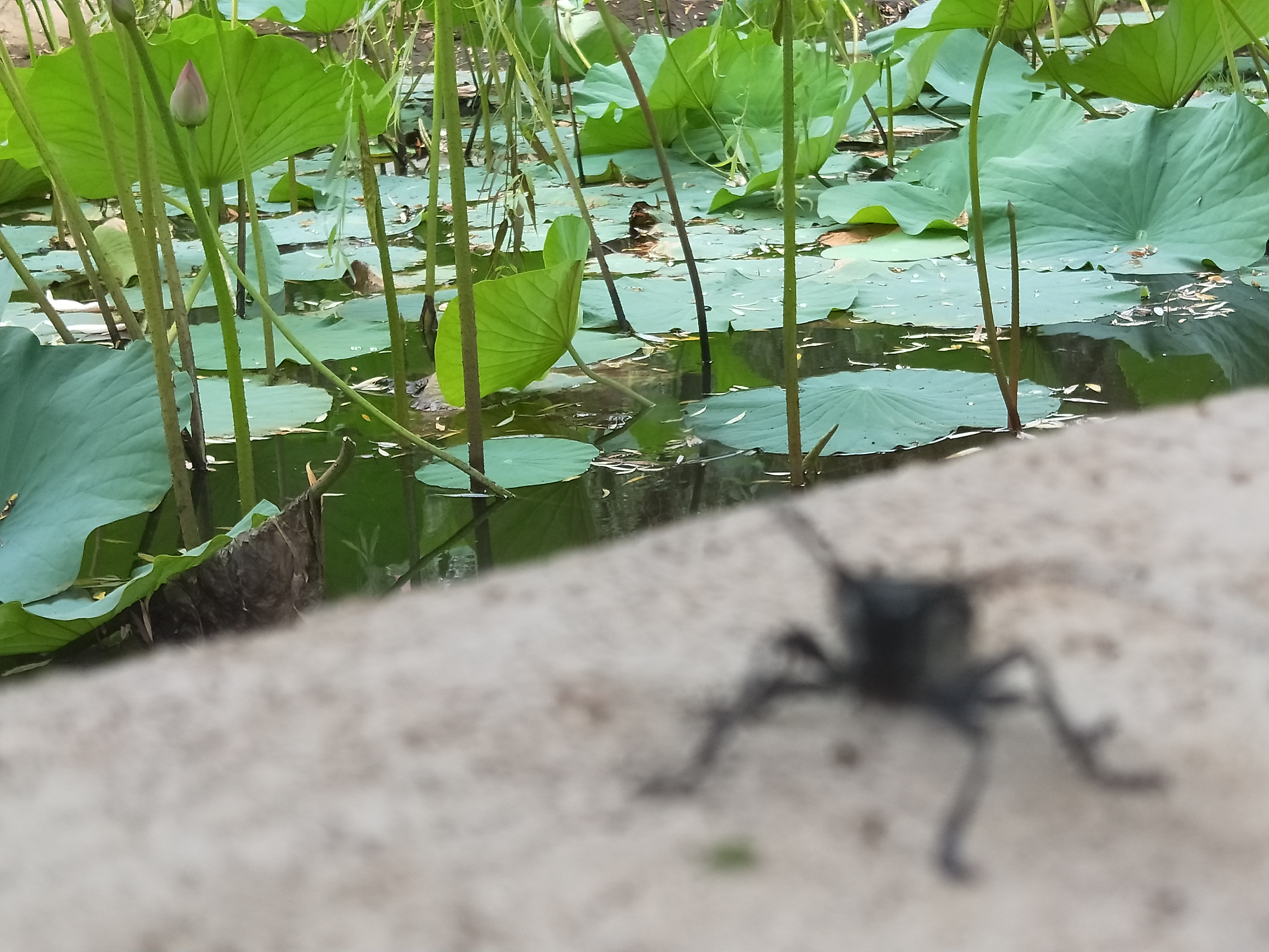 天牛北方叫什么,天牛秋天还生长吗