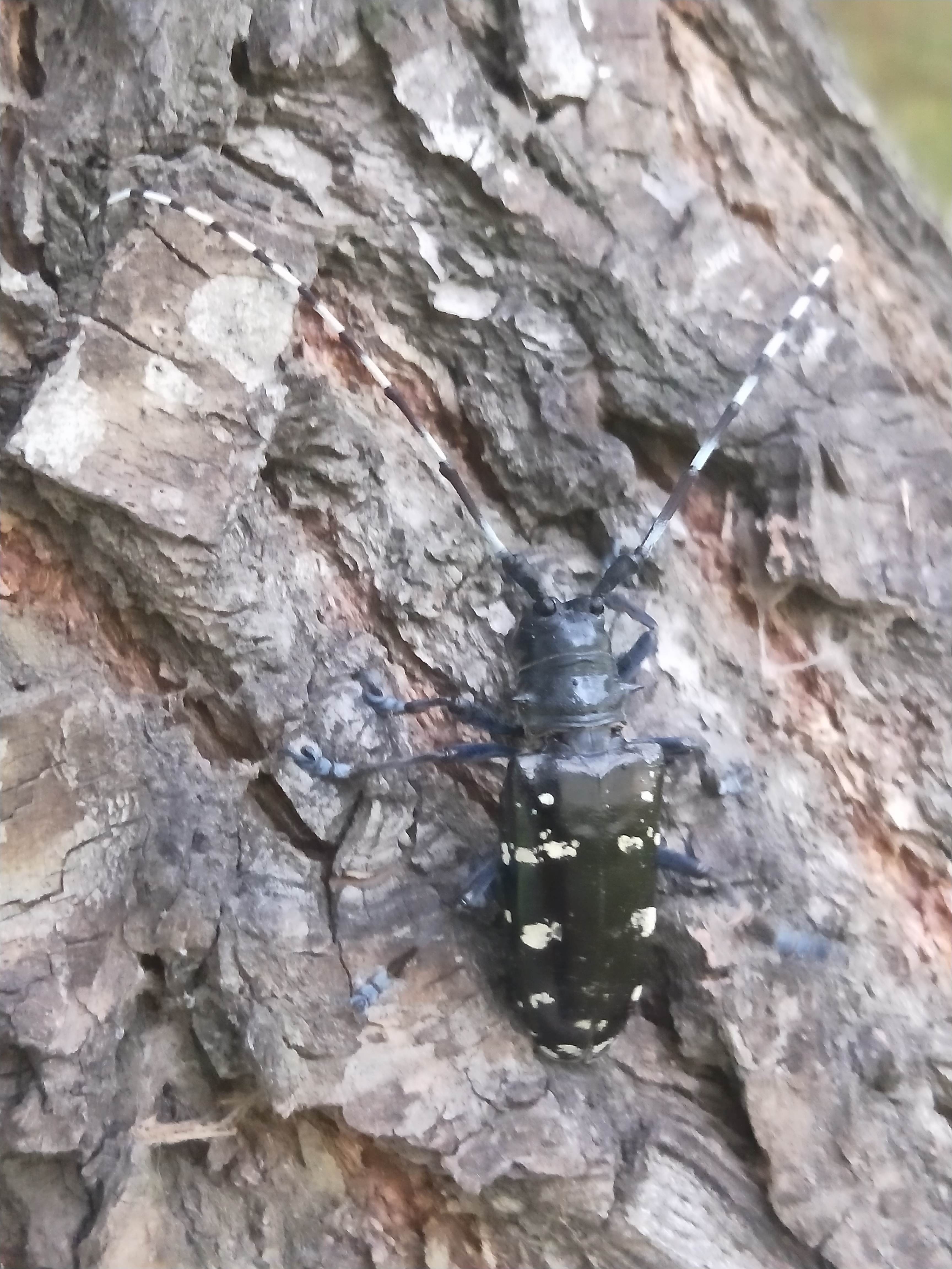 天牛北方叫什么,天牛秋天还生长吗