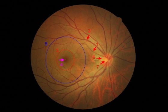 大脑中经常遇见的4个思维陷阱,大脑带给人的错觉