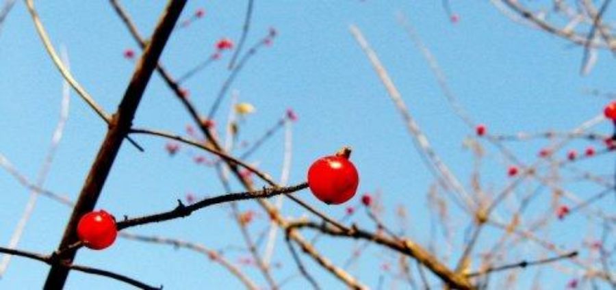 西厢记的曲词,西厢记相思诗句