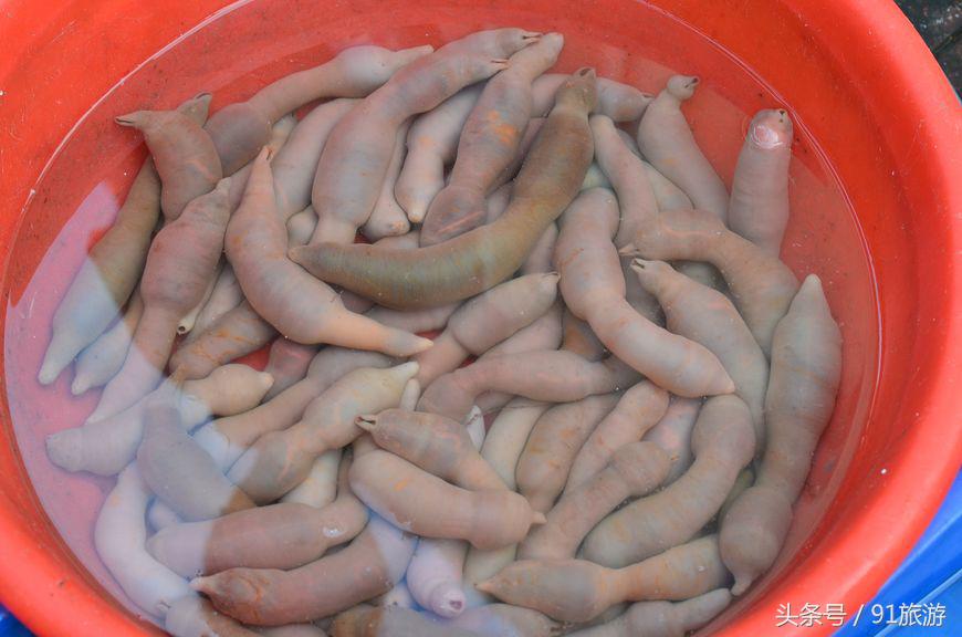 去韩国海鲜市场海肠,韩国海鲜市场买海参