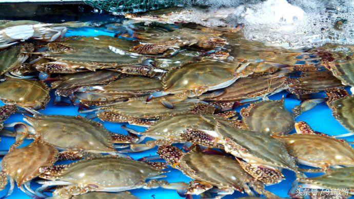 去韩国海鲜市场海肠,韩国海鲜市场买海参