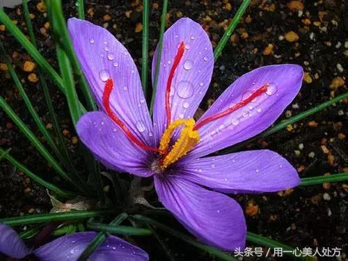 藏红花的图片藏红花的作用,藏红花的功效与作用藏红花的用法