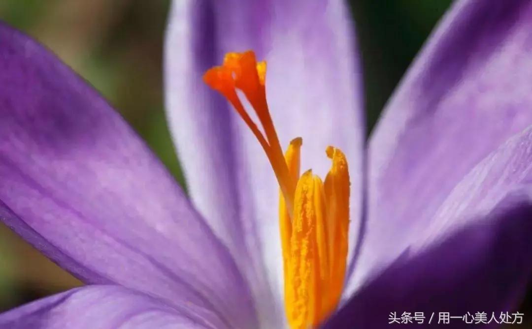 藏红花的图片藏红花的作用,藏红花的功效与作用藏红花的用法