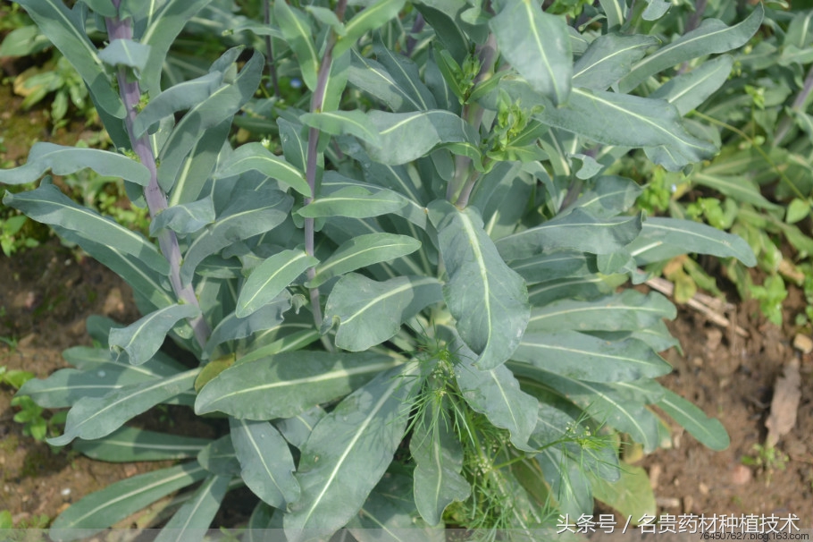 近三年种什么药材比较好,中药材种植种哪种药材最挣钱