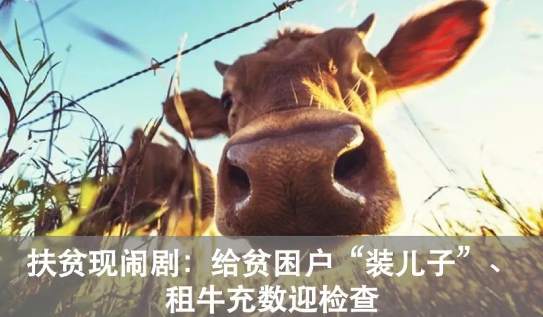 斗鱼大主播陈一发儿,斗鱼一姐陈一发发展史