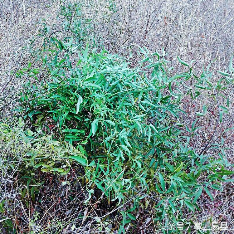 窟窿山,凤凰山星月