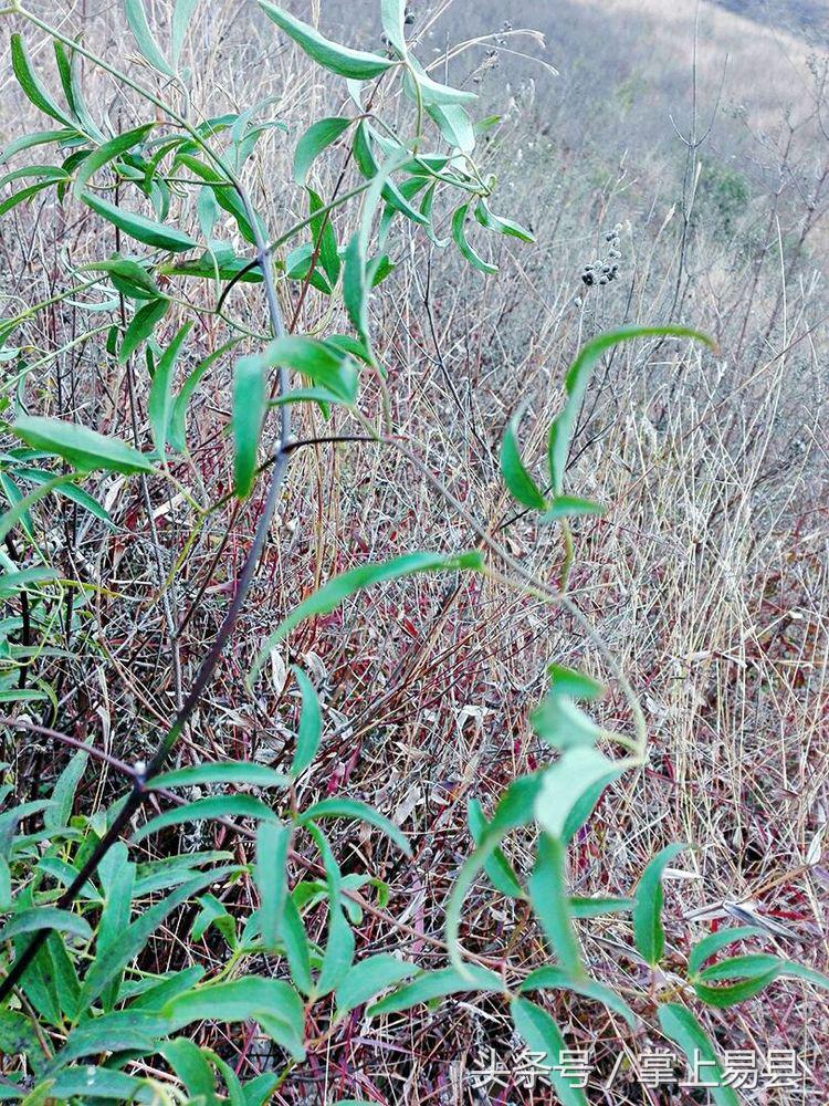 窟窿山,凤凰山星月
