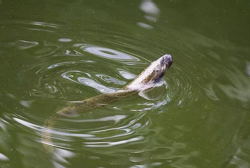 90鍚庢柊鍐滀汉鍏婚浮,8090鍚庣殑鐢板洯鐢熸椿