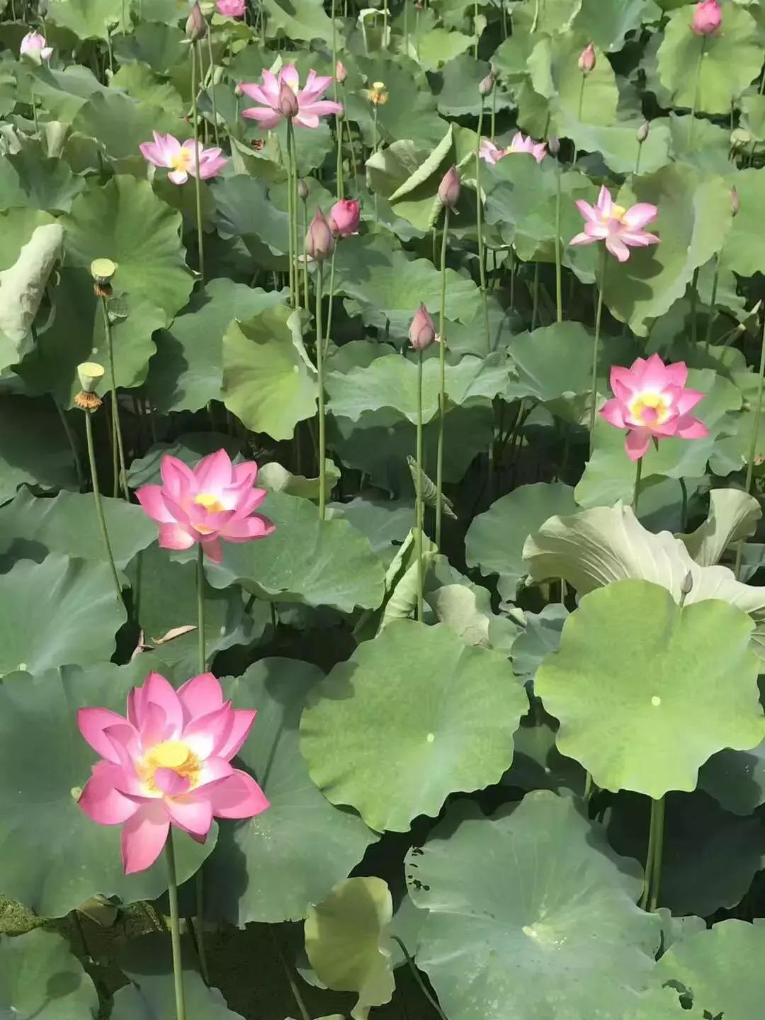 90鍚庢柊鍐滀汉鍏婚浮,8090鍚庣殑鐢板洯鐢熸椿