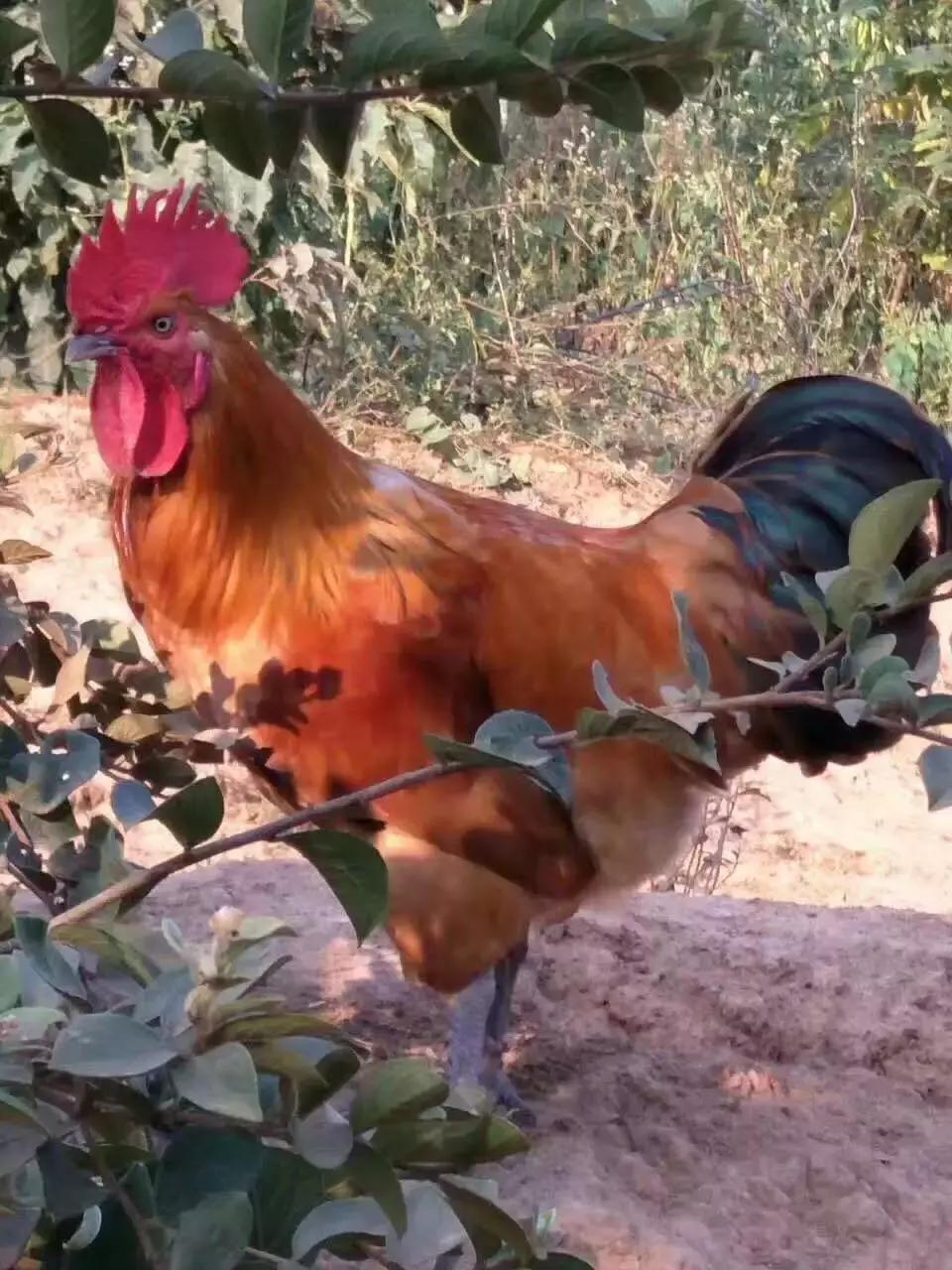 90鍚庢柊鍐滀汉鍏婚浮,8090鍚庣殑鐢板洯鐢熸椿