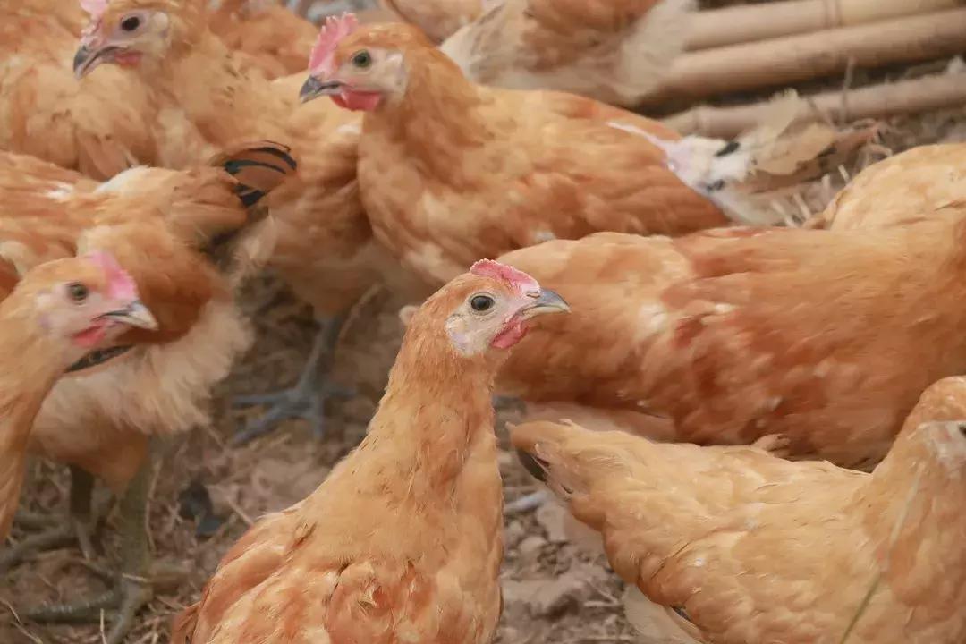 90鍚庢柊鍐滀汉鍏婚浮,8090鍚庣殑鐢板洯鐢熸椿