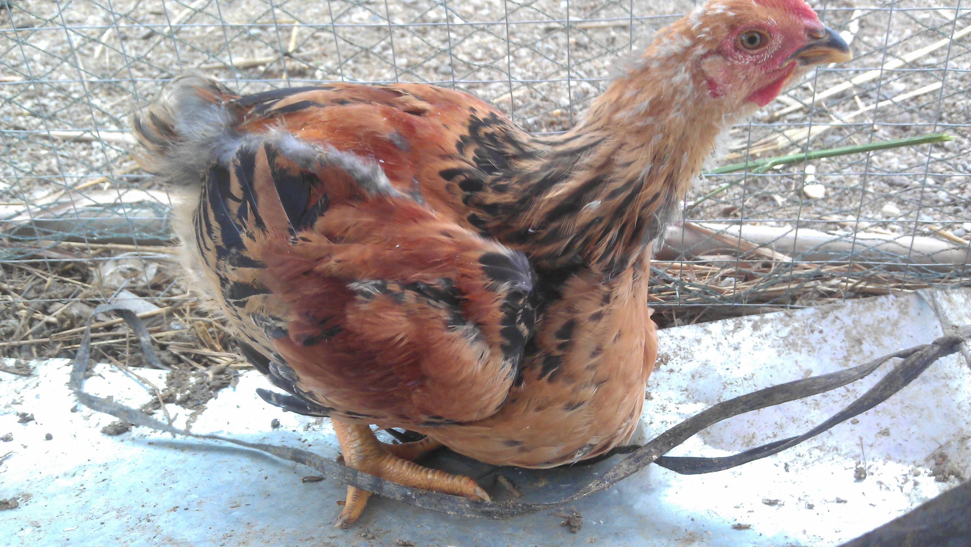 鸡嗉囊肿胀图片,鸡嗉囊炎怎么快速治