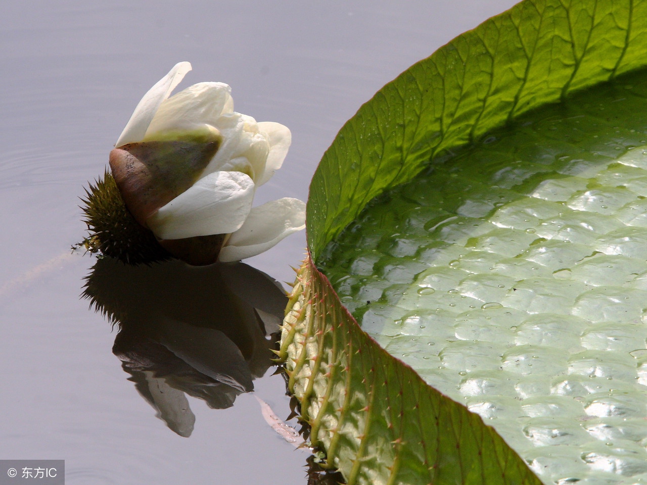 无花果妙用知多少,无花果怎么吃