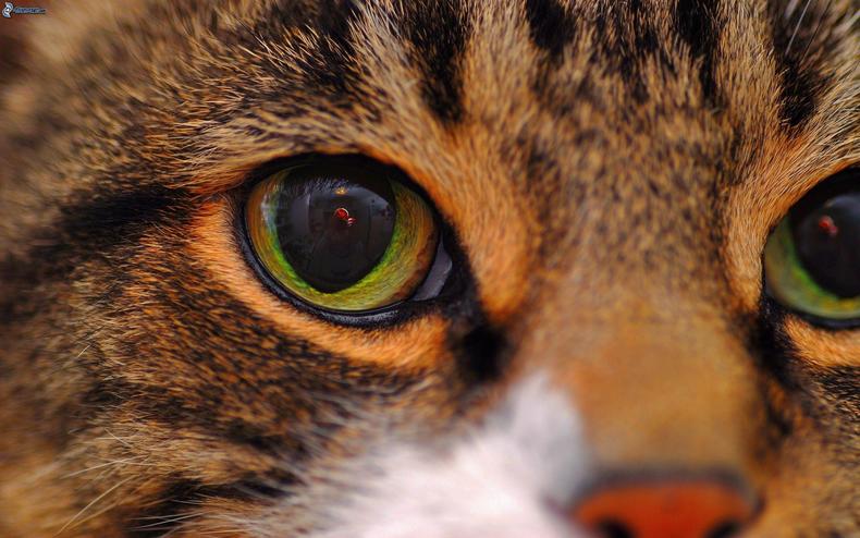 铲屎官的十个注意事项,铲屎官春季注意事项