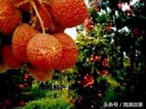 南澳十大特产，你常见的只有4种，还有6种你去南澳不一定买得到