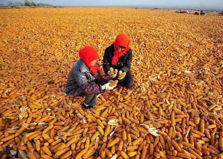 通过一亩地能挣多少钱,一亩地的利润